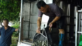 Trên 10 tỷ đồng thả cá bổ sung trên hồ Thác Bà