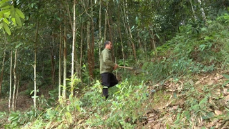 Đảng viên đi đầu trong phát triển kinh tế ở Chiềng Ken