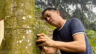 Nông dân tất bật vào mùa thu hoạch quế