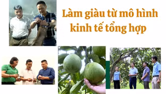 Làm giàu từ mô hình kinh tế tổng hợp ở Lương Thịnh