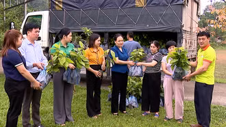 Hội Nông dân Lào Cai bàn giao hỗ trợ trên 3.600 cây giống trồng rừng gỗ lớn năm 2026