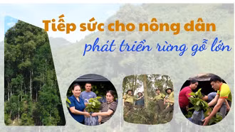 Tiếp sức cho nông dân phát triển rừng gỗ lớn