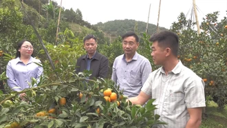 Mùa quả ngọt trên đất đồi Nghĩa Tâm