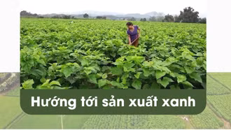 Hướng tới sản xuất xanh