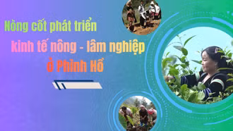 Nòng cốt phát triển kinh tế nông - lâm nghiệp ở Phình Hồ