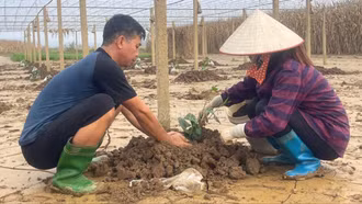 Nam Cường nỗ lực khôi phục vùng rau sau thiên tai