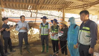 Lào Cai nỗ lực khôi phục đàn vật nuôi sau thiên tai, dịch bệnh