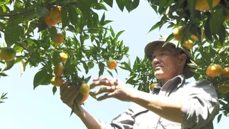 Đa dạng các hoạt động hỗ trợ nông dân