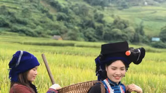 Mùa cơm mới ở bản Hà Nhì