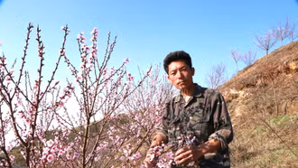 Triệu phú hoa đào trên núi Bản Giàng