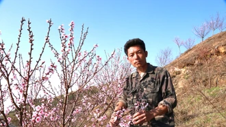 Triệu phú hoa đào trên núi Bản Giàng