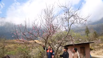 [Ảnh] Săn đào mốc trên núi "Sừng trâu”