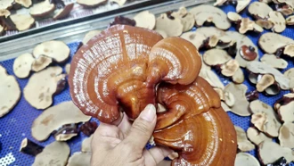Mô hình trồng nấm linh chi GA2 của Vườn Quốc gia Hoàng Liên