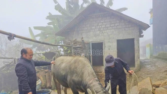 Phòng, chống rét cho “đầu cơ nghiệp” trên núi Ma Cha Va