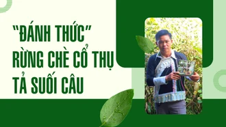 Đánh thức rừng chè cổ thụ Tả Suối Câu