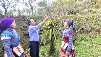 Triệu phú hoa đào ở Cán Chư Sử