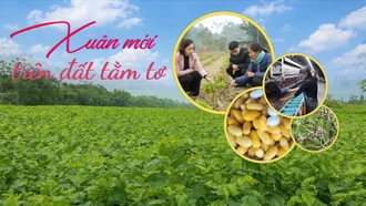 Xuân mới trên đất tằm tơ