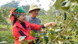 Những đảng viên tiên phong phát triển kinh tế ở Lục Yên