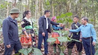 Lãnh đạo xã Hưng Khánh thăm mô hình trồng dược liệu dưới tán rừng của gia đình chị Vàng Thị Khoa, thôn Khuôn Bổ (thứ 3, phải sang).