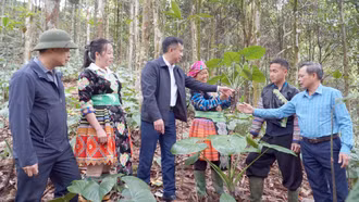 Lãnh đạo xã Hưng Khánh thăm mô hình trồng dược liệu dưới tán rừng của gia đình chị Vàng Thị Khoa, thôn Khuôn Bổ (thứ 3, phải sang).