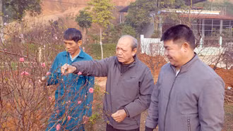 Làng Trực Bình "canh” đào nở đúng dịp Tết