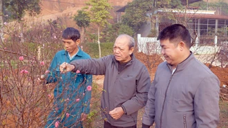 Làng Trực Bình "canh” đào nở đúng dịp Tết