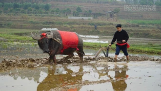 Lãnh đạo xã Yên Thành thực hiện nghi thức "Tịch điền".
