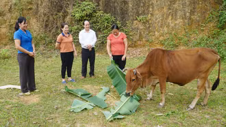 Xóa nghèo ở Yên Thành