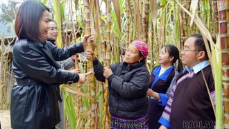 Những đảng viên tiên phong phát triển kinh tế ở Khao Mang