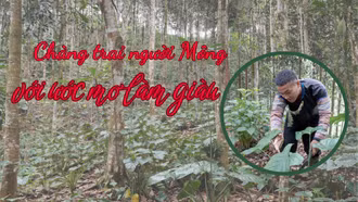 Chàng trai người Mông với ước mơ làm giàu