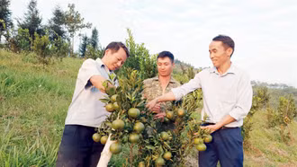 [Ảnh] Mùa quýt ngọt đầu tiên trên thảo nguyên Cốc Sâm