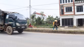 Ẩn họa từ việc tự ý trồng cây trên dải phân cách và hành lang giao thông