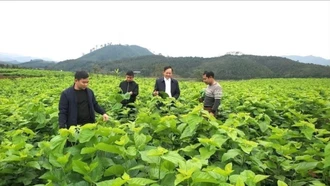 Sinh kế bền vững - trụ cột để nông thôn mới phát triển thực chất