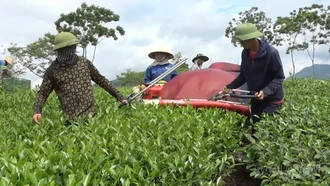 Xã Liên Sơn: Phát triển nông sản chủ lực nâng cao thu nhập người dân