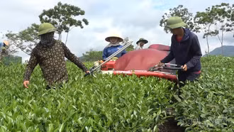 Xã Liên Sơn: Phát triển nông sản chủ lực nâng cao thu nhập người dân