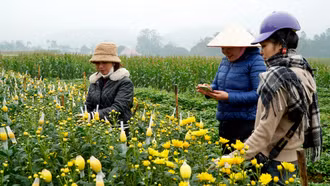 Từ vườn hoa đến những con đường xuân ở Chấn Thịnh