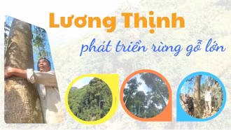 Lương Thịnh phát triển rừng gỗ lớn