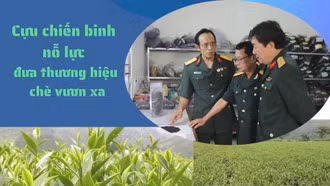 Cựu chiến binh nỗ lực đưa thương hiệu chè vươn xa