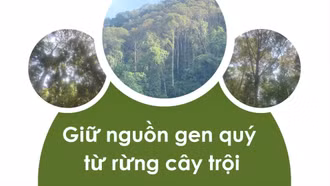 Giữ nguồn gen quý từ rừng cây trội