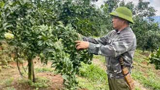Nghĩa Tâm phục hồi vùng cây ăn quả có múi theo hướng bền vững