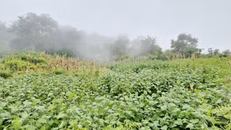 Xã Y Tý: Diện tích cây Hoàng sin cô tăng gần 24 ha so với kế hoạch