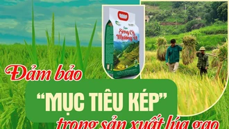 Đảm bảo “mục tiêu kép” trong sản xuất lúa gạo 