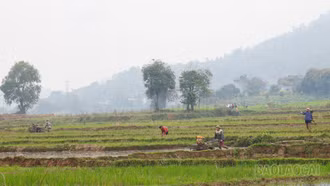 Nông dân tích cực xuống đồng sản xuất vụ xuân