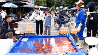 Nhộn nhịp thị trường cá chép đỏ