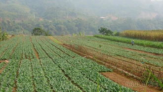 Kỳ vọng sản xuất vụ đông ở xã Bảo Thắng