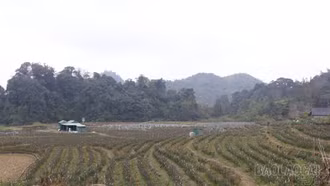 Hiệu quả từ những mô hình sản xuất mới ở Lùng Phình