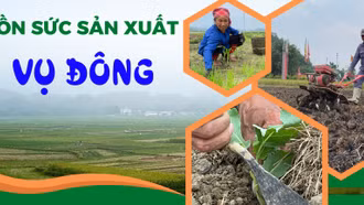 Dồn sức sản xuất vụ đông
