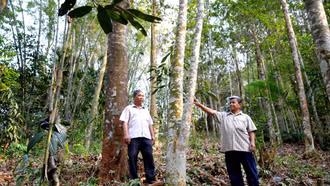 Bảo Thắng: Hỗ trợ trồng 600 ha rừng gỗ lớn