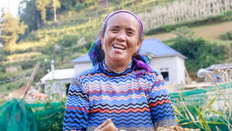 [Ảnh] Nông dân Si Ma Cai vào vụ thu hoạch củ gừng