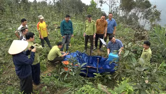 Ngăn chặn bọ cánh cứng gây hại trên quế